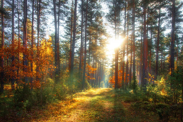 Autumn forest. Colorful nature landscape in sunny october day