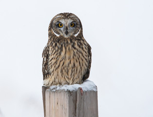 Short eared owl in Canada