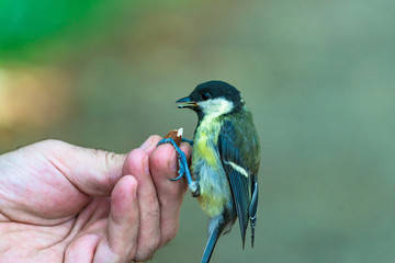 Great tit (Parus major), a passerine bird in the tit family Paridae. Closeup with selective focus.