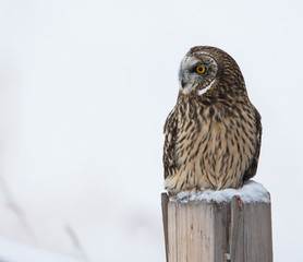 Short eared owl in Canada
