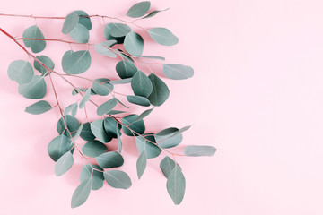 Eucalyptus leaves and branches on pastel pink background. Eucalyptus branches pattern. Flat lay, top view, copy space