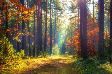 Autumn nature landscape. Sunny autumn forest. Beautiful colorful trees in woodland