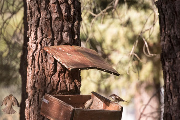 sparrows flying over wooden homemade trough