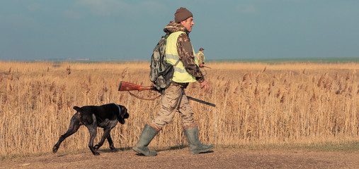 Hunter with a german drathaar and spaniel, pigeon hunting with dogs in reflective vests	