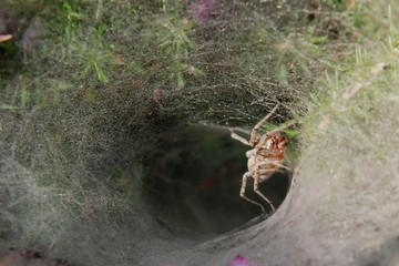 Spider tunel; Engineering work to observe carefully
