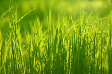 Fototapeta na wymiar Grass in sunlight closeup. Green nature background