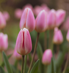 Summer Tulips