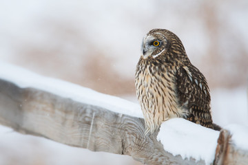 Short eared owl in Canada