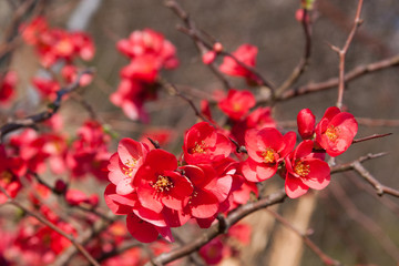 flowering quince in winter