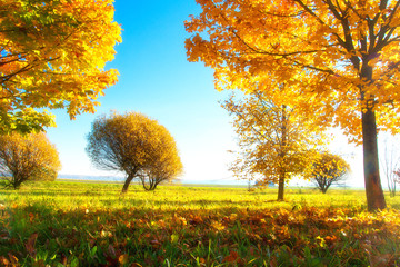 Scenery autumn. Sunny autumn day. Colorful nature landscape in autumn season. Yellow trees in morning sunlight. Autumn scene with golden trees