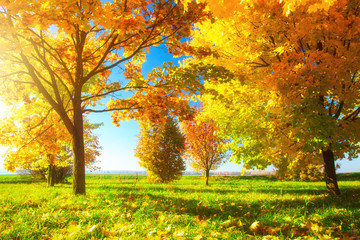 Autumn scene. Bright autumn day. Beautiful nature in october. Sunny autumn landscape