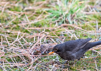 European blackbird looking for food on the grass