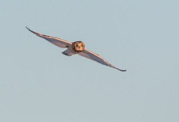 Short eared owl in Canada