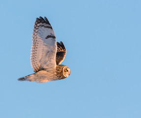 Short eared owl in Canada