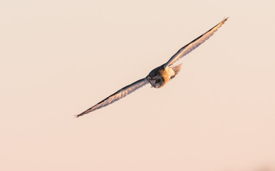 Short eared owl in Canada