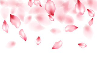 Pink sakura flower flying petals isolated on white vector background.