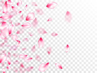 Spring blossom isolated petals flying