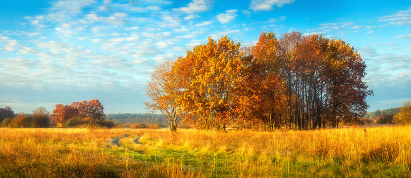 Beautiful panoramic autumn nature landscape. Sunny morning on autumnal meadow. Scenic autumn. Scenery of golden trees on grassy field