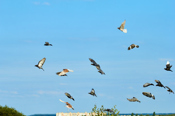 The bird flies on a background of blue sky