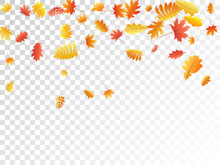 Oak, maple, wild ash rowan leaves vector, autumn foliage on transparent background.