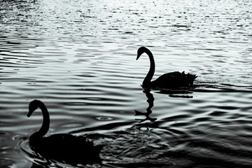 Duck on lake, (Sao Paulo, Brazil)