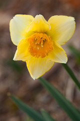 Fototapeta premium daffodil stem
