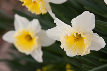 white ruffle daffodil