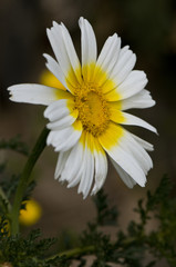 Fototapeta premium Chrysanthemum coronarium crowndaisy chrysanthemum beautiful white and yellow flower of good size widely used the day of the dead in Spain