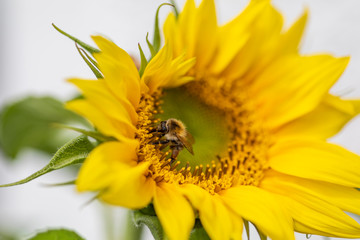 Hummel sucht Nektar auf einer schönen Sonnenblume