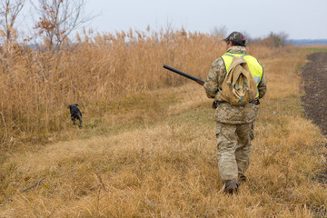 Hunter with a german drathaar and spaniel, pigeon hunting with dogs in reflective vests	