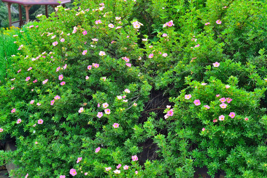 Blooming cultivar shrubby cinquefoil (Dasiphora fruticosa "Lovely Pink") in the garden