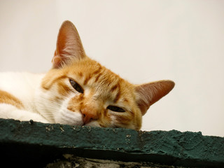 Gato Theo IMG_4059