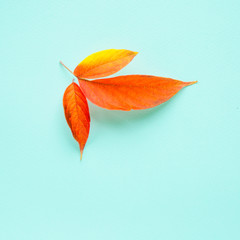 Bright autumn fallen leaves on a pastel blue background. Place for text. Top view