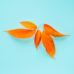 Bright autumn fallen leaves on a pastel blue background.