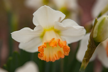 Fototapeta na wymiar daffodil cup