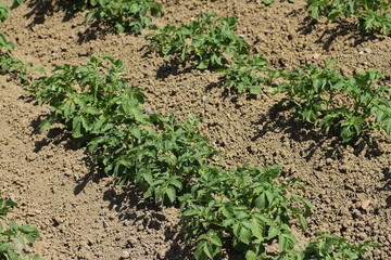fresh, new, eco, green, plant of potato on an agricultural field 