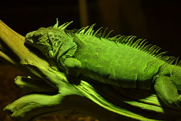 iguana resting on tree