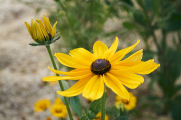 Fleur rudbeckie , chapeau du soleil .