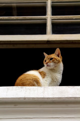 Gato Theo IMG_5556