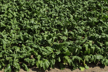Fototapeta na wymiar Fresh, new, eco, green, plant of beetroot on an agricultural field
