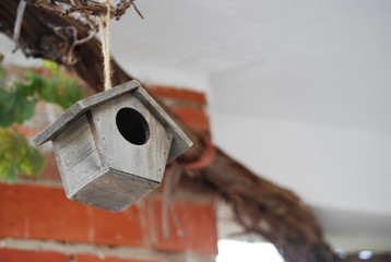 Birdhouse Hanging on Grape Vine