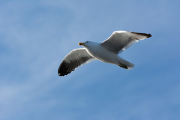 Gaviota volando