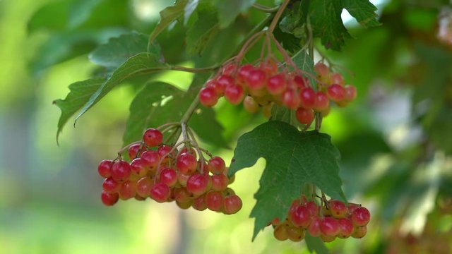 Viburnum berris grow on a branch in sunny summer day. A branch with bunches of viburnum sways in the wind. Juicy red berries of green leaves hang on the branches of a tree. Slow motion
