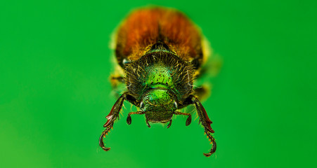 Close up portrait of insect