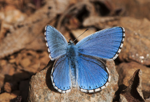 Polyommatus bellargus The common blue butterfly beautiful and small butterfly of the Lycaenidae family of intense blue color if male