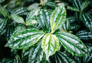 Background texture of a Pilea cadierei, or aluminium plant 