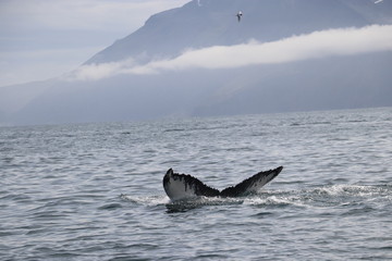 humpback whale tail flakes with mountain background and clouds  © OllieT