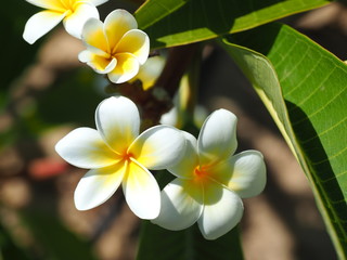 Tropical flowers frangipani (plumeria). White and yellow plumeria flowers on a tree