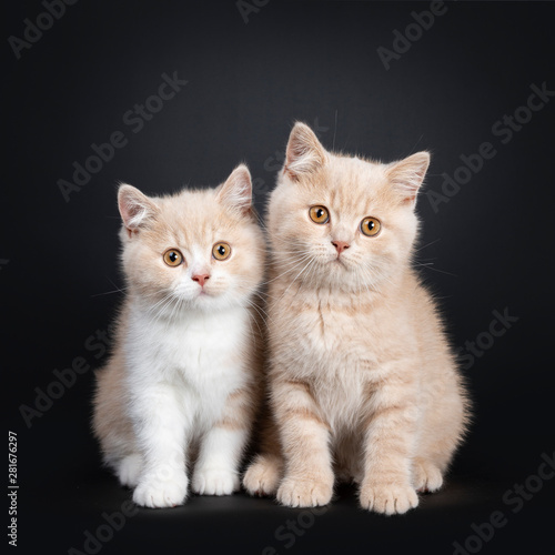 2 Creme And Creme With White British Shorthair Cat Kittens Sitting