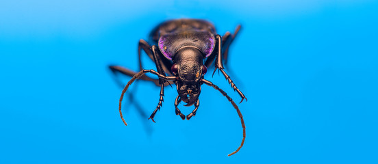 Close up portrait of insect